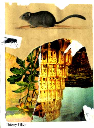 Arte Correo "Moscas en la Sopa"